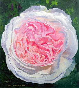 Rosa vitoriana
